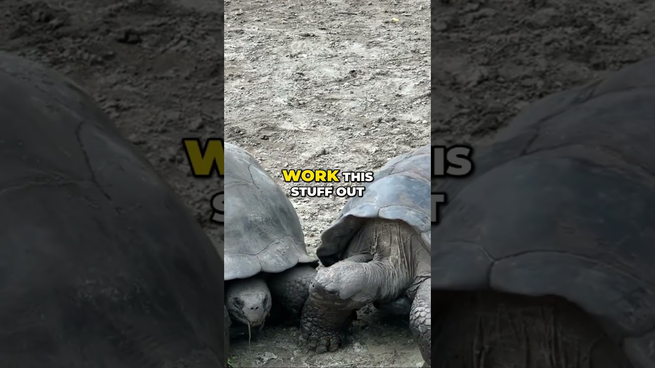 Giant Tortoise Face-Off! Who will back down?
