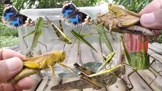 catch giant grasshoppers and explore animals in the garden