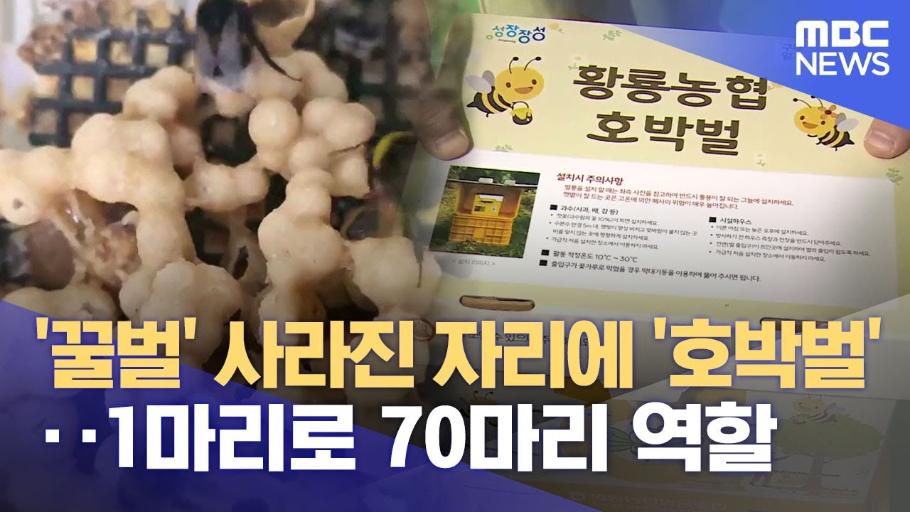 꿀벌 대체 곤충으로 자리잡은 호박벌 (2025.12.08/뉴스데스크/광주MBC)
