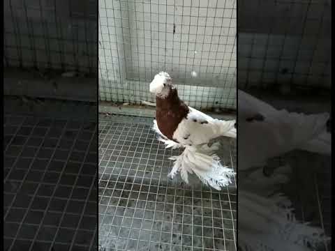 Красивый капкан. Двухчубые голуби. Tauben. Pigeons. Palomas. Pombos. 비둘기. کبوترها. الحمائم.