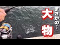 堤防からサヨリ釣りの筈が‥まさかの大物釣りに！！