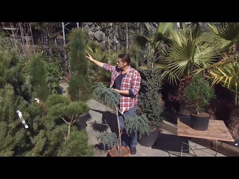 Video: ¿Cómo se ve una planta de coníferas?