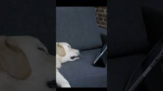 Soothing music for dog #puppy#dogsmusic #dogshorts