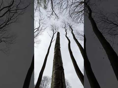 Forest walking in an English Forest | Early Spring Bluebells 🌷💐