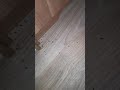 Gebetsroither Lanterna caravan with ants, part 2.