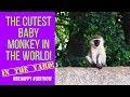 Monkeys in our BACKYARD! (so adorable) #OMG #Nairobi #Vlog