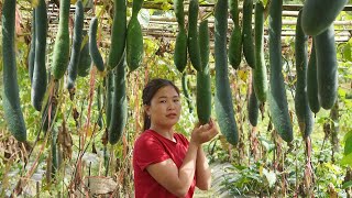 Lieu : Harvest Winter Melon Goes to the market to sell & Prepare dishes from Winter Melon