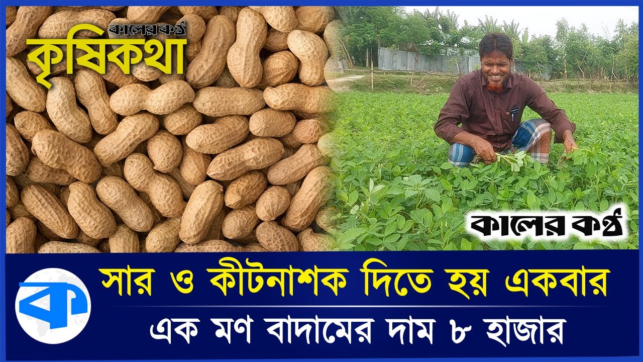 ৭ হাজার খরচ করে দেড় লাখ টাকায় বিক্রি করেন বাদাম চাষি আমিনুর | কৃষি কথা | Kaler kantho