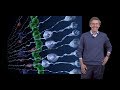 Arnold Kriegstein (UCSF) 1: Outer Subventricular Zone Radial Glia Cells - Brain Development