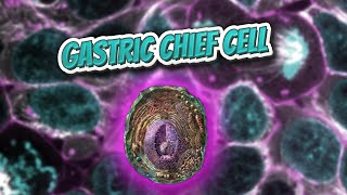 Gastric chief cell (Everything Human Cells) 💬👁️🕺🔎✅