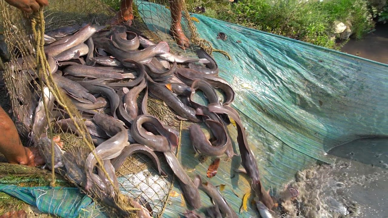 Modern Catfish Farming and Harvesting Catfish Processing in Farm