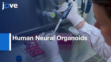 Human Neural Organoids For Studying Brain Cancer & Neurodegenerative Diseases l Protocol Preview