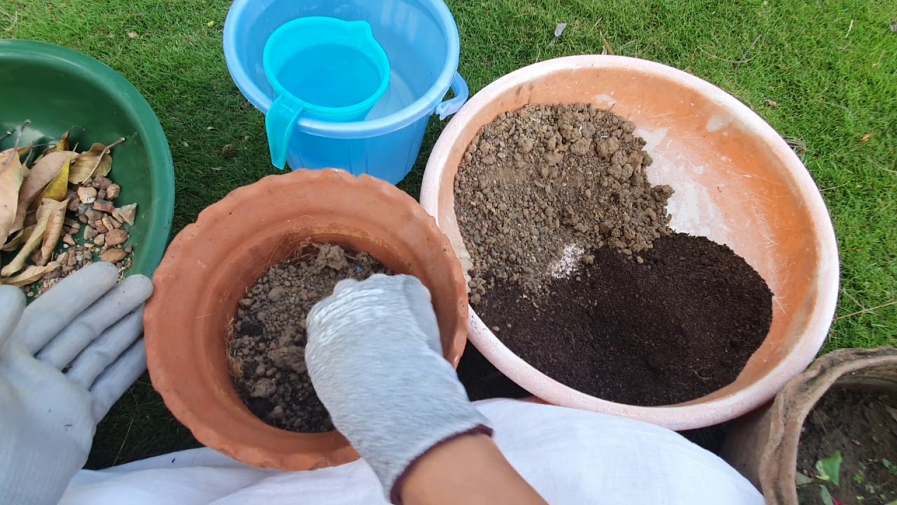 how to plant in pots in a correct way in Hindi. YouTube