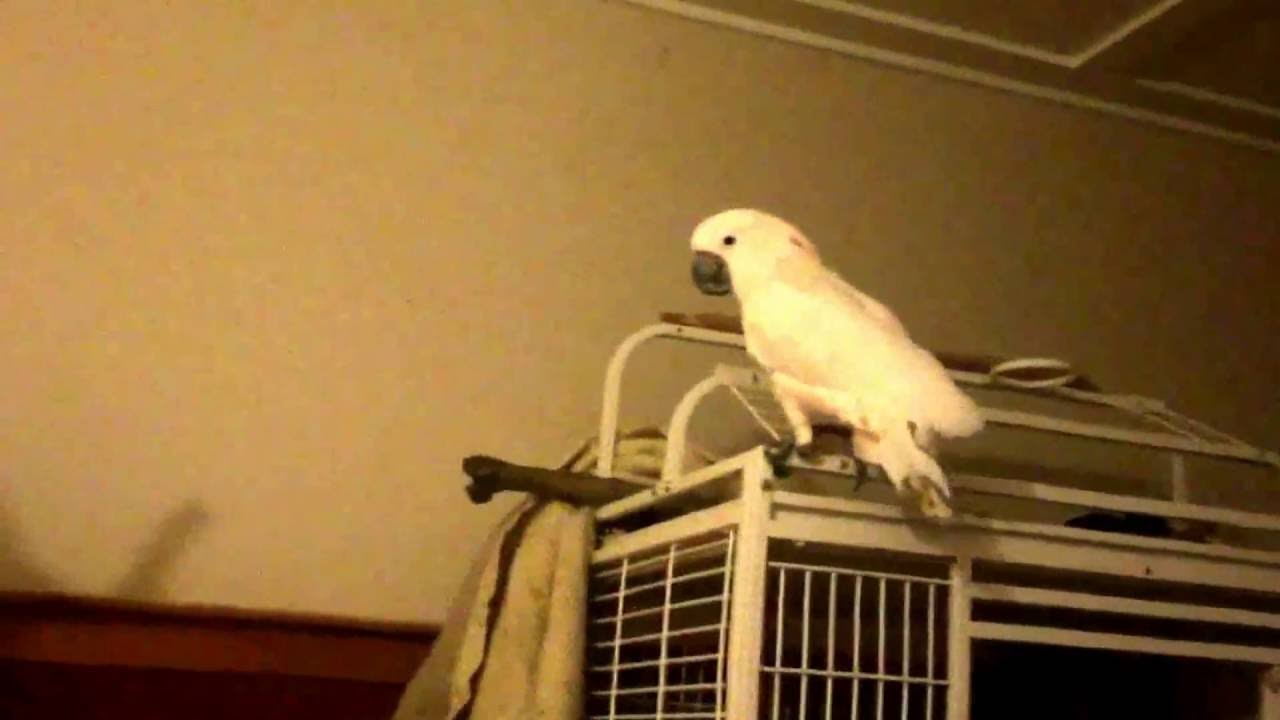 Reason not to get a cockatoo Screaming and LOUD talking at night YouTube