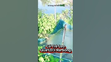 Clip hot: Cá trê to như bắp tay leo lưới ra sông khiến dân mạng ngỡ ngàng!