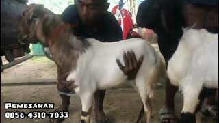 Kambing Siapan Qurban Mulai 1.45-1.85 0857-2788-6055