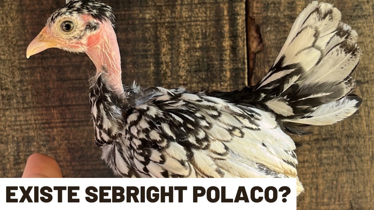 Nossa criação de Sebright completa | Coração Campeiro