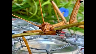 Playdate with a Stick Bug