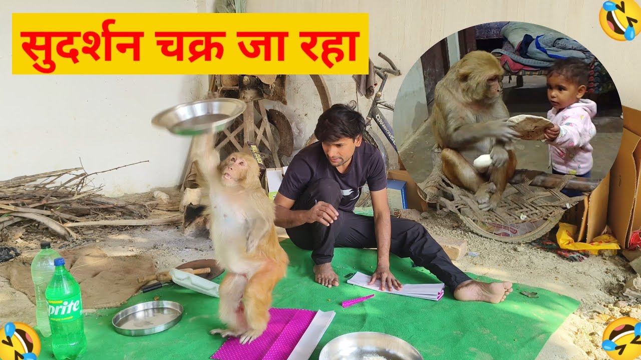 आकाश गोल्डन कॉइन जबरदस्त फनी वीडियो 🤣।। मंकी रानी की जबरदस्त फनी एक्टिविटीज 