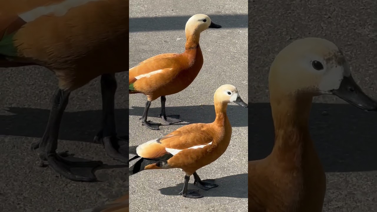 Утки на прогулке//Ducks on a walk