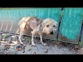 Hided under a bridge full of bruises  wounds the blind  emaciated pup was beaten and chased daily