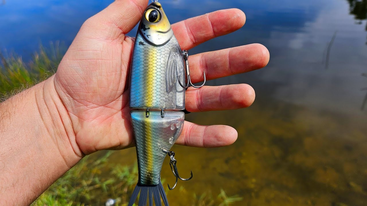 Pond hopping with Spro KGB Chad Shad