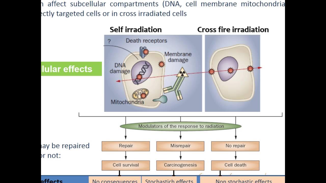 Cell effect. Induced radiation. IAEA structure. Induced radiation how work. Modern radionuclide Therapy treatment.