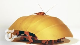 Robotic Cockroach | ScienceTake | The New York Times