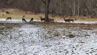 And people say there’s no deer in Pennsylvania😂😂🤣🤣