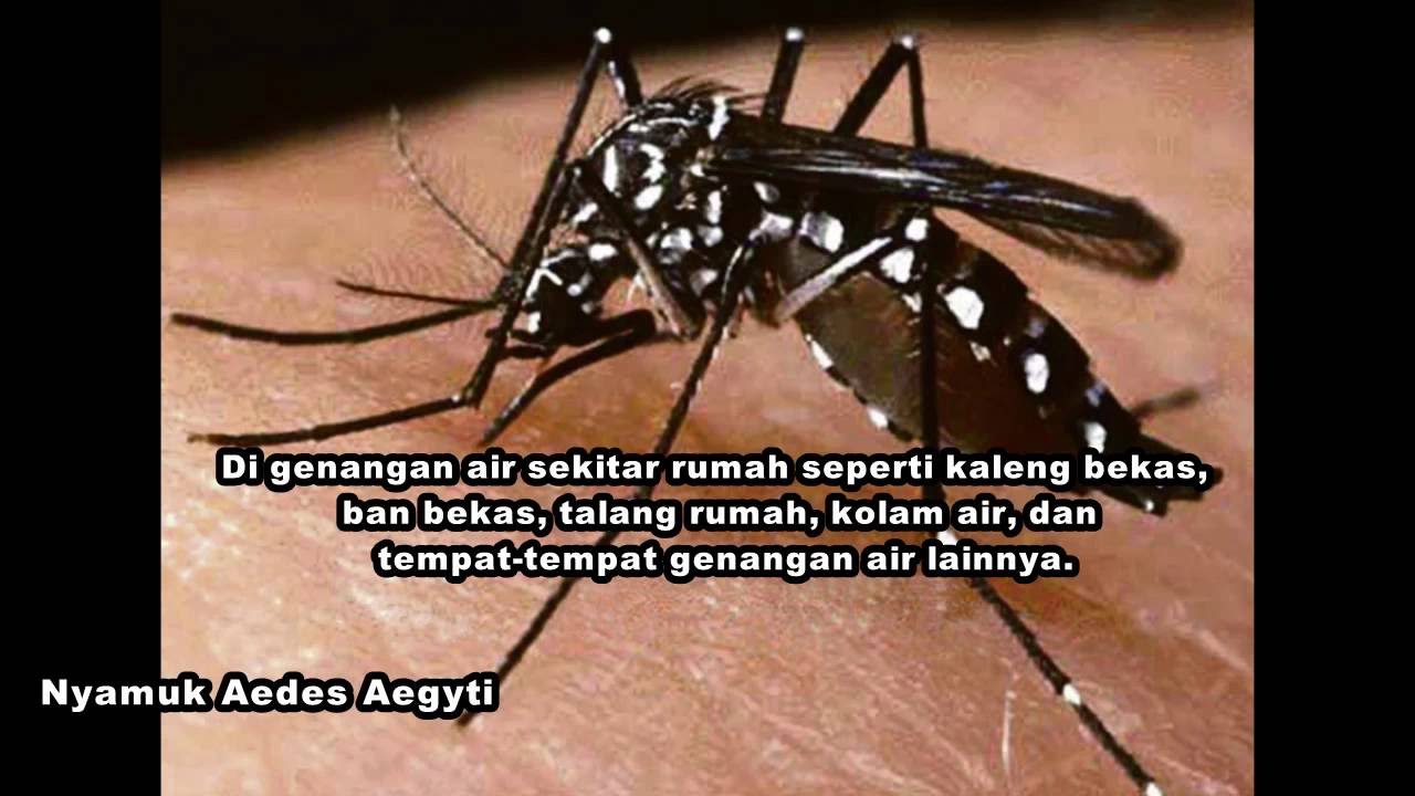 Demam Berdarah dan Cara Mengobati Demam Berdarah 