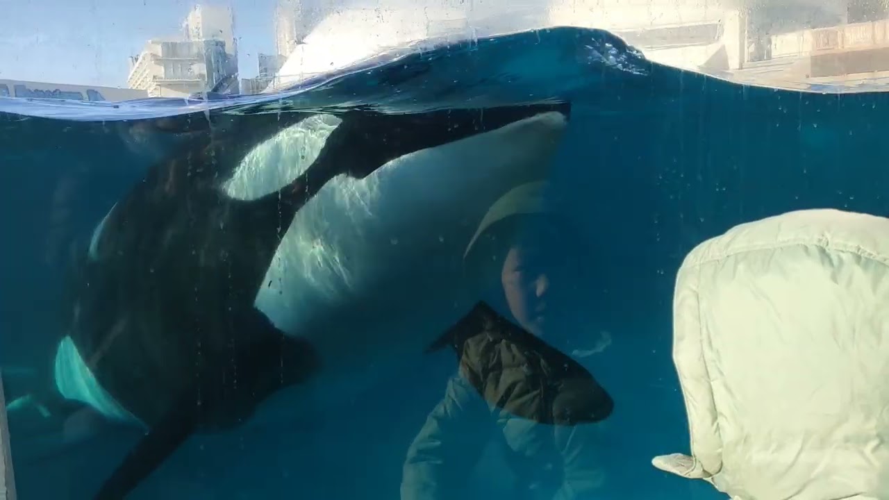 鴨川虎鯨互動(不是AI)