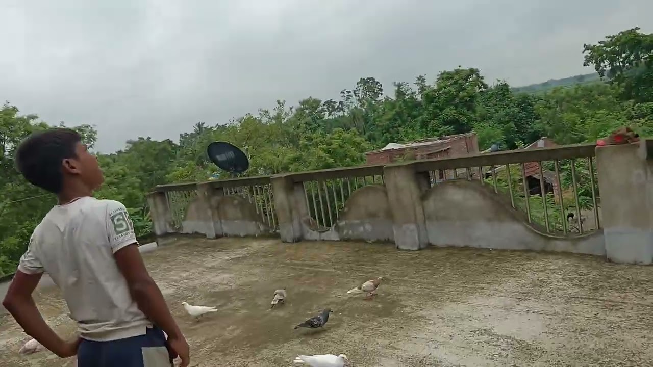 আজ বিষ্টির দিনে আমাদের ছোট ভাই একটা কবুতর ধরলো #viralvideo #viralcannal #pigeonlover #kabutar