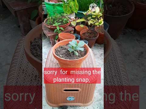 Video: Lisianthus բույսեր. Իմացեք, թե ինչպես աճեցնել Lisianthus Flowers