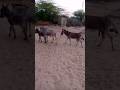 Donkeylife animals shorts