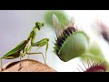 A Large Venus Flytrap VS a Mantis