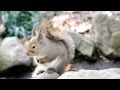 長野市　城山動物園　ニホンリス の動画、YouTube動画。