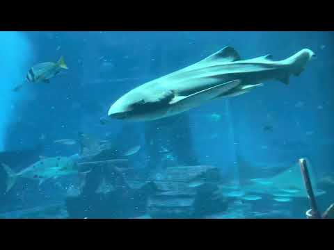 Best Aquarium dubai Lost Chamber 😊❤️❤️🇦🇪