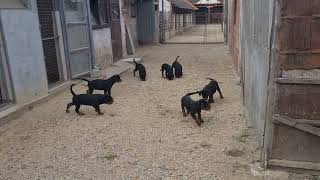 Rotvajler Stenci - Black Summit Odgajivacnica - I Leglo