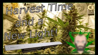 Harvest Time! | New Light!?!? | Last Harvest of 2020 Right Around the Corner!