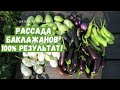 Всегда шикарная рассада баклажанов! Все секреты и полезные советы