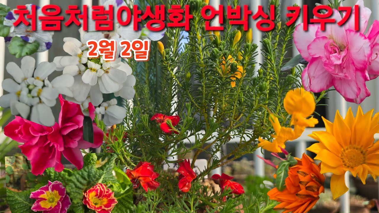 #처음처럼야생화 언박싱 #후쿠시아 #카랑코에 #아이비제라늄 #애니시다 #금황 #스위티앵초 #오점네모필라 #이메리스 #초연초 #가자니아 #운간초 #네메시아 분갈이 #키우기