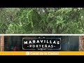 Árboles de Buenos Aires y mucho más en Maravillas Porteñas