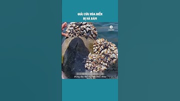 HD Review Giải Cứu Rùa Biển Bị Hà Bám #shorts