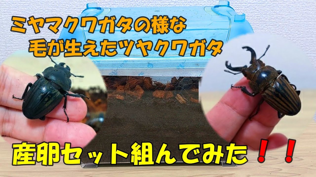 特徴的】ツヤクワガタなのにミヤマクワガタの様な毛が生えている