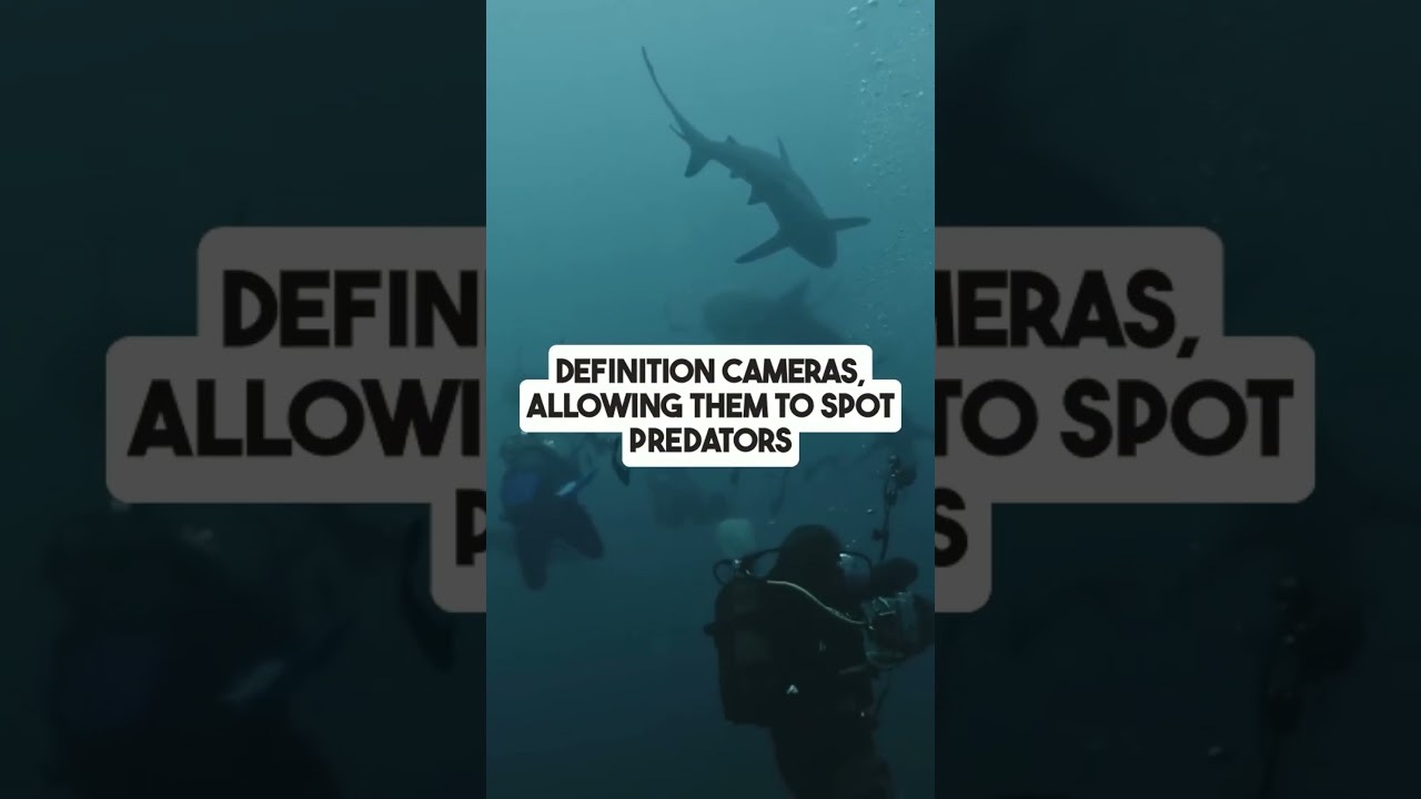 Did you know about Shrimp Vision??