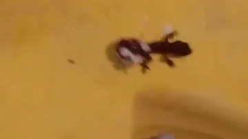 Quantas pernas a lagartixa possui?