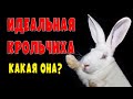 ИДЕАЛЬНАЯ КРОЛЬЧИХА