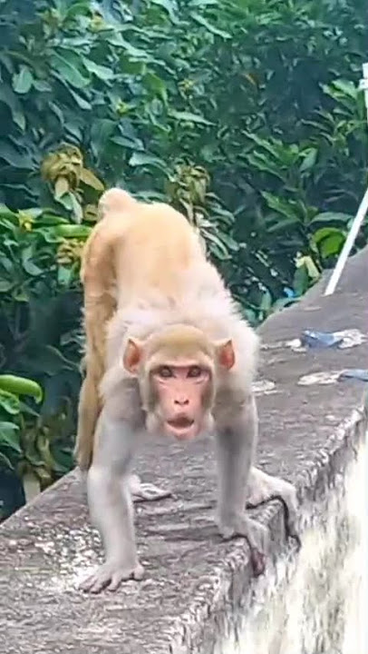 #shortsfeed #shortsfeed_ #shortsfeedtrend