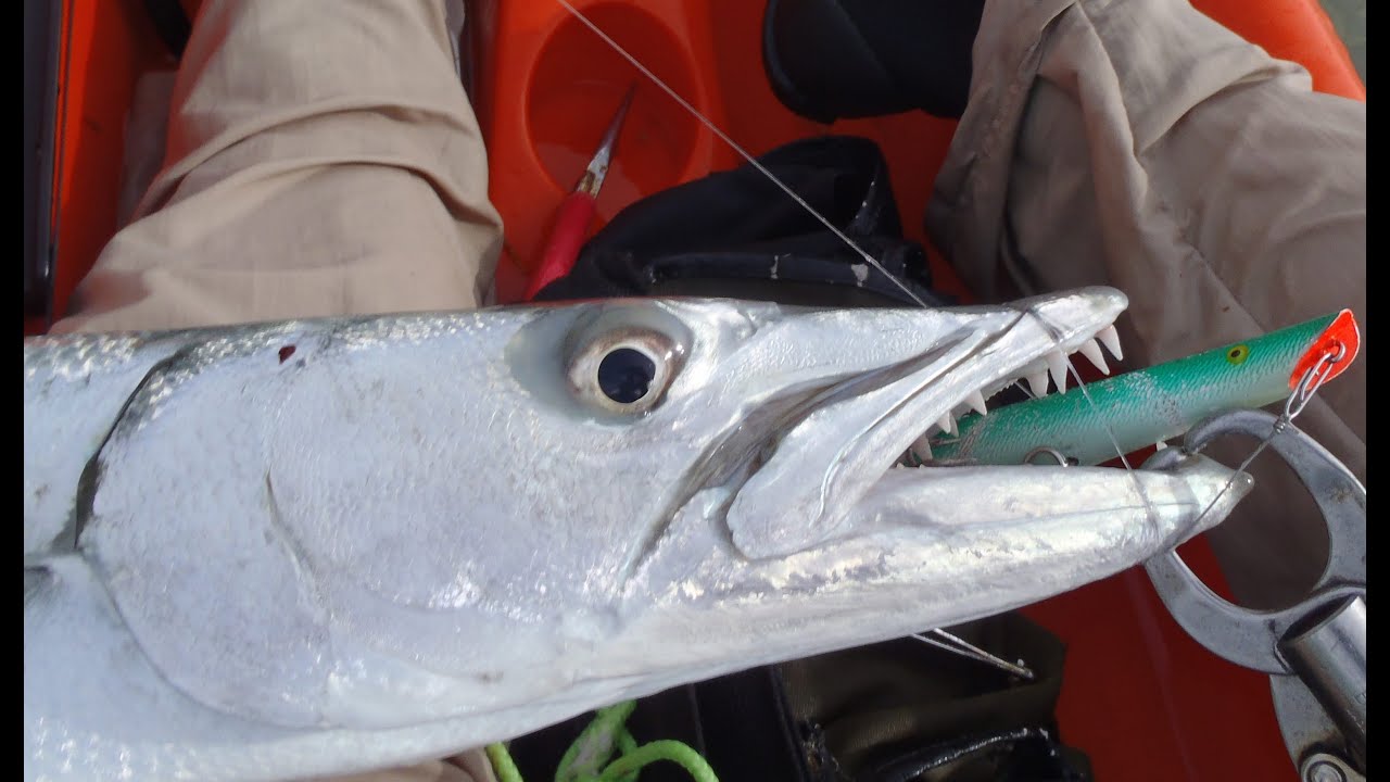 Topwater Barracuda Fishing Action Key West - YouTube