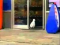 Seagull Looting a London Shop *London 2011 riots*